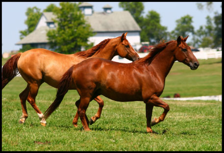 Horse Ranches